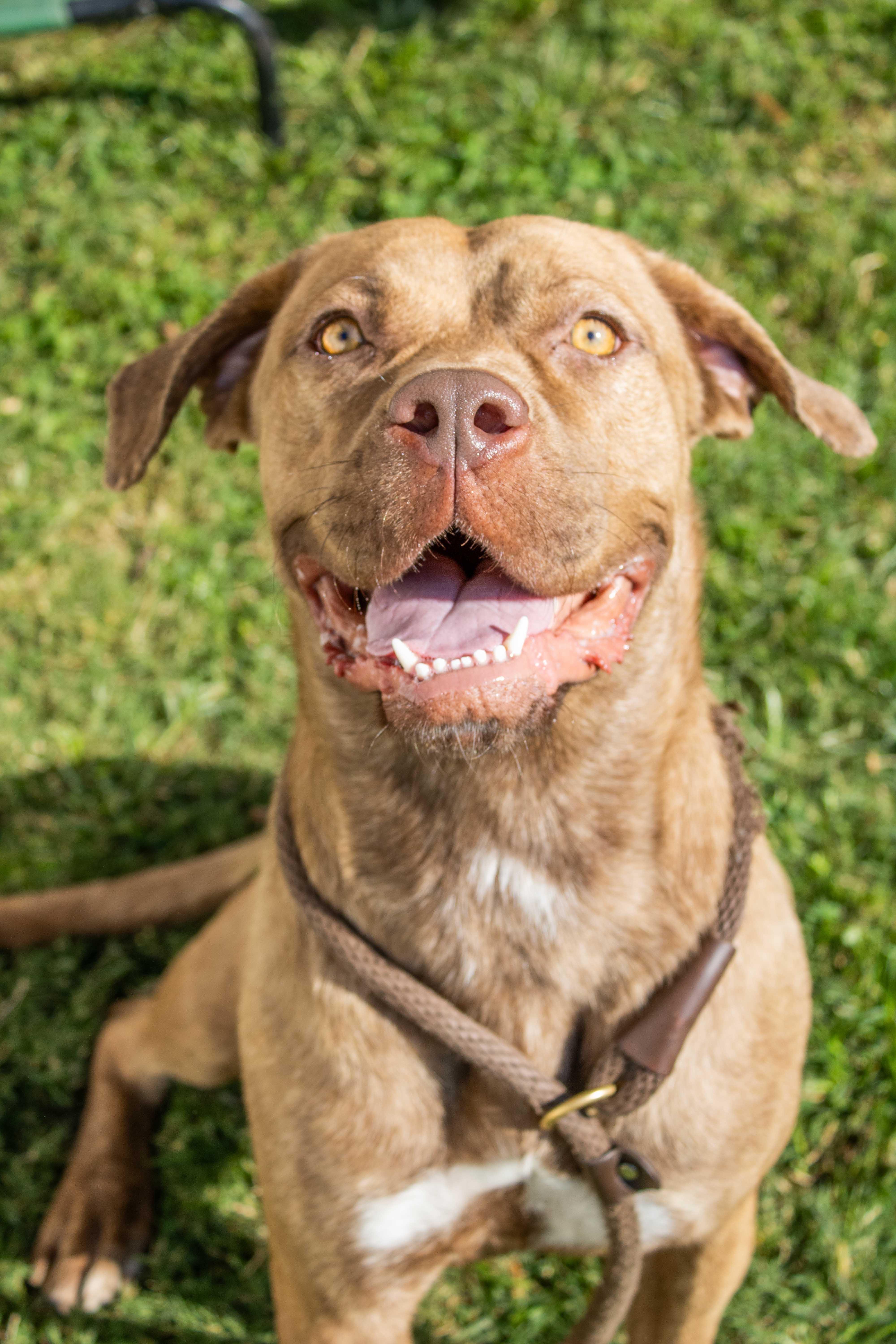 Enlarge Gwinny- IN FOSTER, a Adoptable Mixed Breed in Chamblee, GA image 3/3