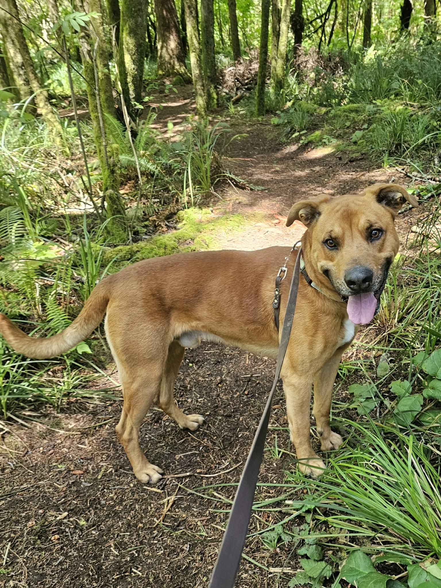 Benny, a ADOPTABLE Mixed Breed in Crescent city, CA image 2/6