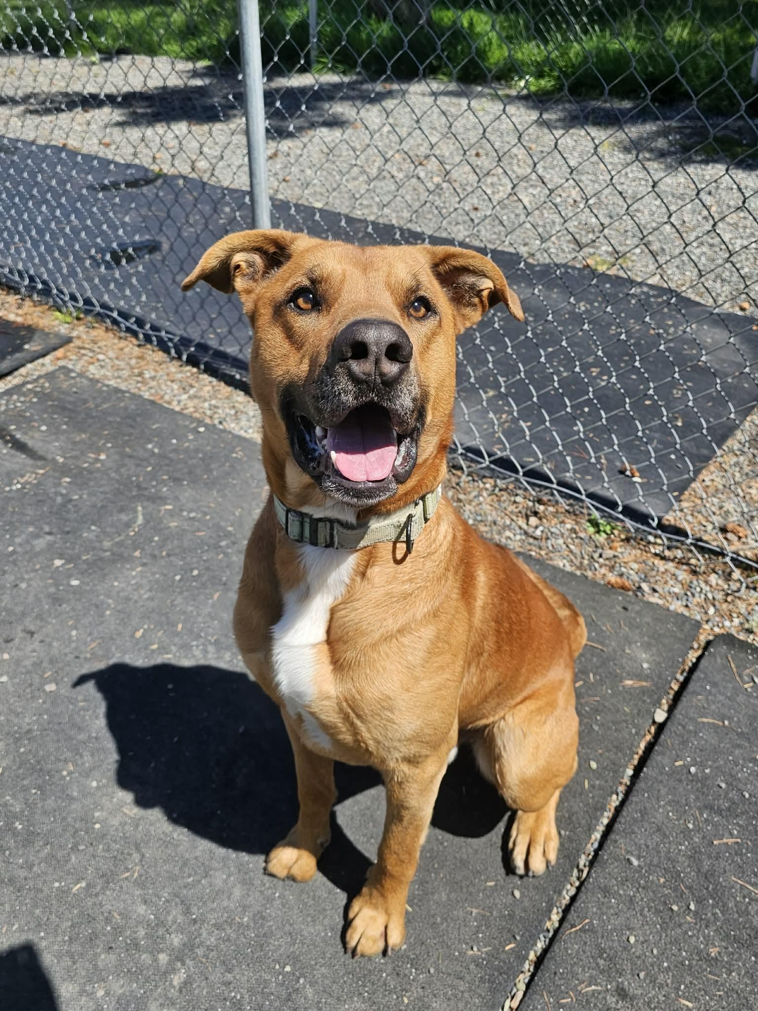 Benny, a ADOPTABLE Mixed Breed in Crescent city, CA image 1/6