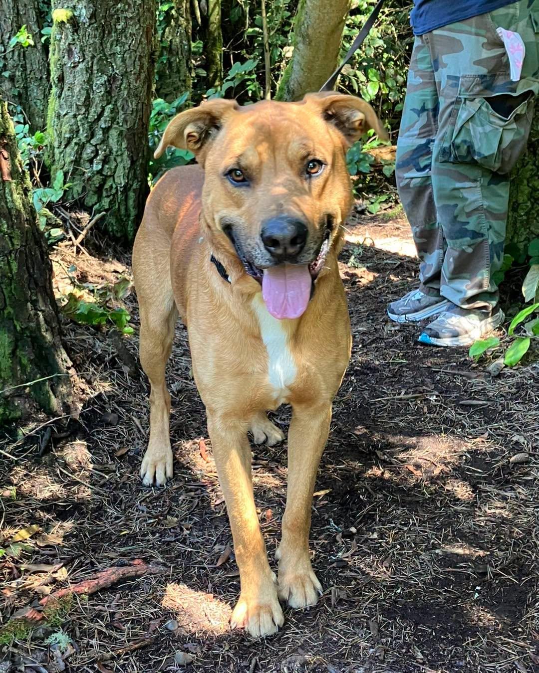 Benny, a ADOPTABLE Mixed Breed in Crescent city, CA image 5/6