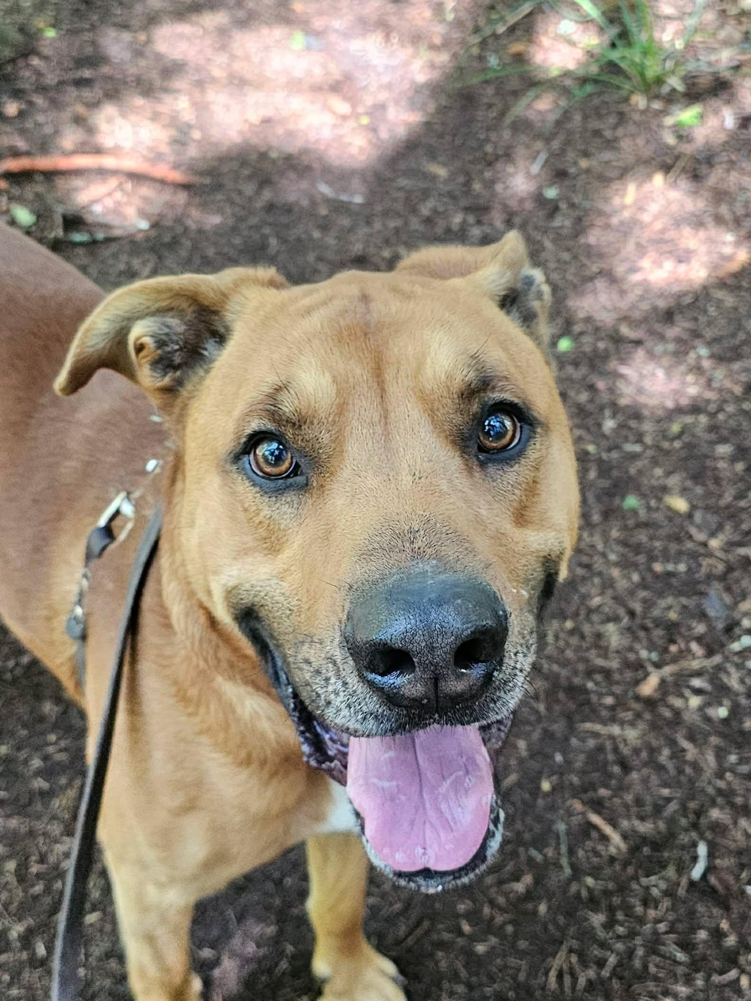 Benny, a ADOPTABLE Mixed Breed in Crescent city, CA image 3/6