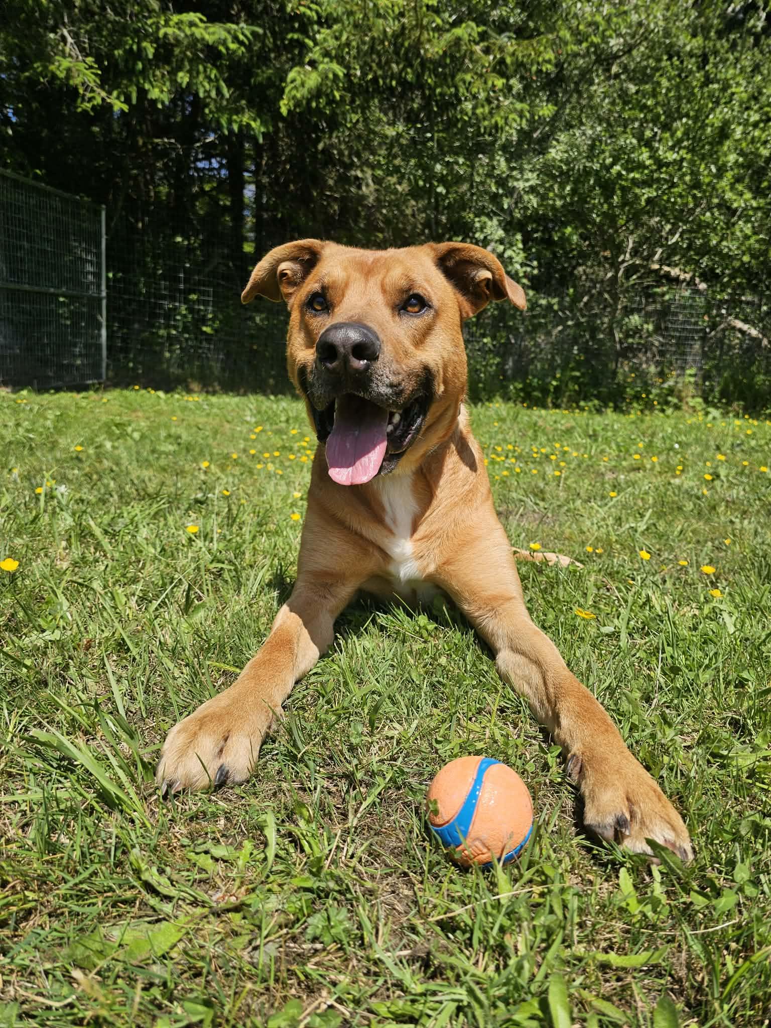 Benny, a ADOPTABLE Mixed Breed in Crescent city, CA image 6/6