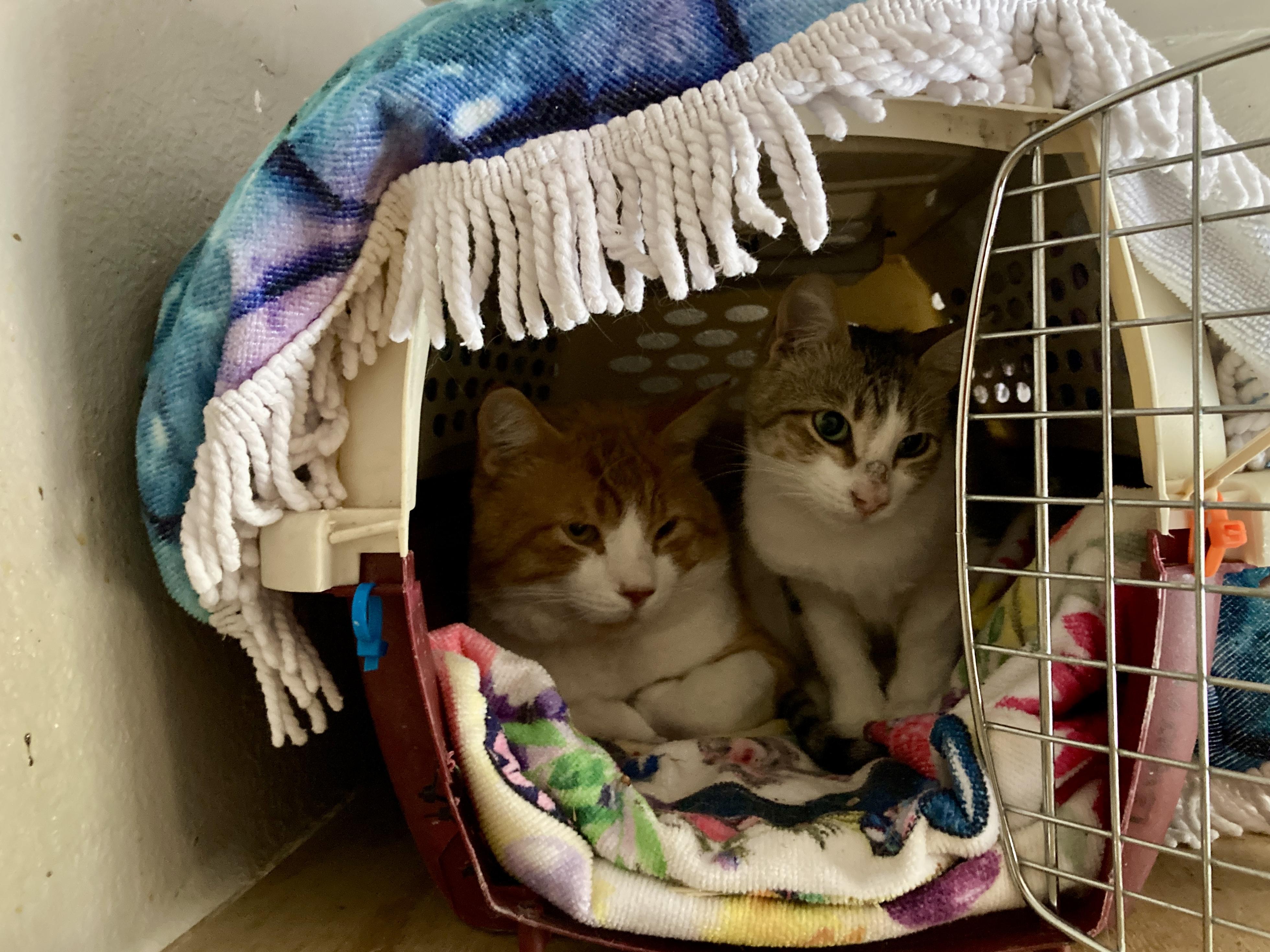 Enlarge Scootch, a ADOPTABLE Domestic Short Hair in Roswell, NM image 2/2