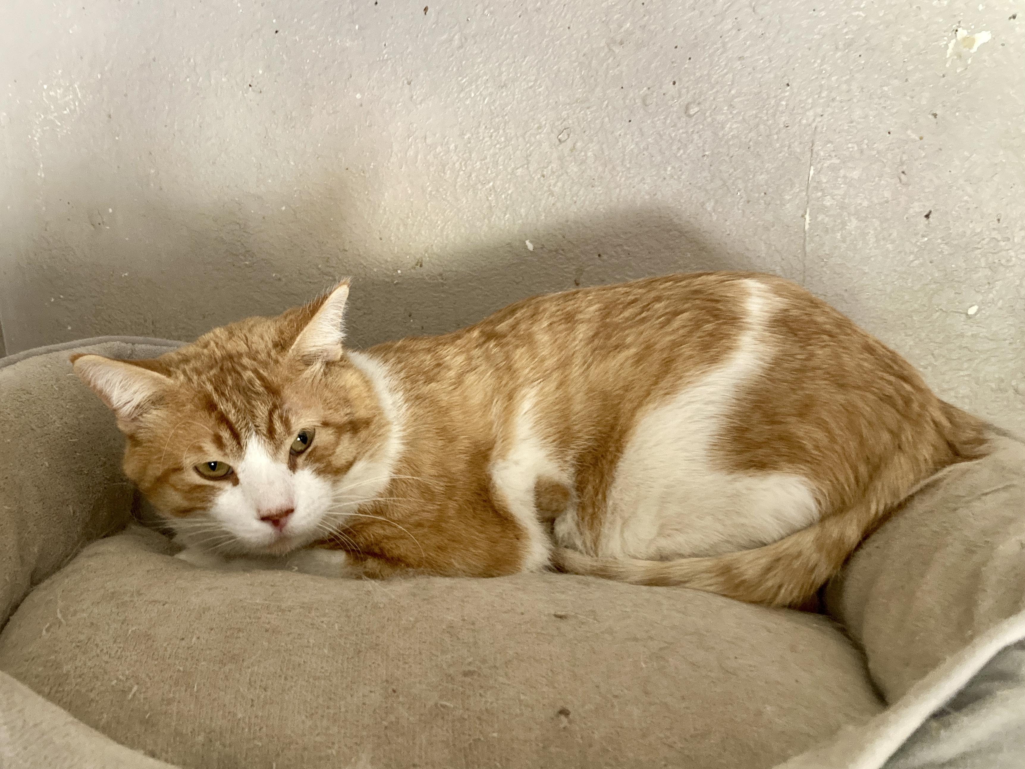 Scootch, ADOPTABLE, Adult Male Domestic Short Hair.