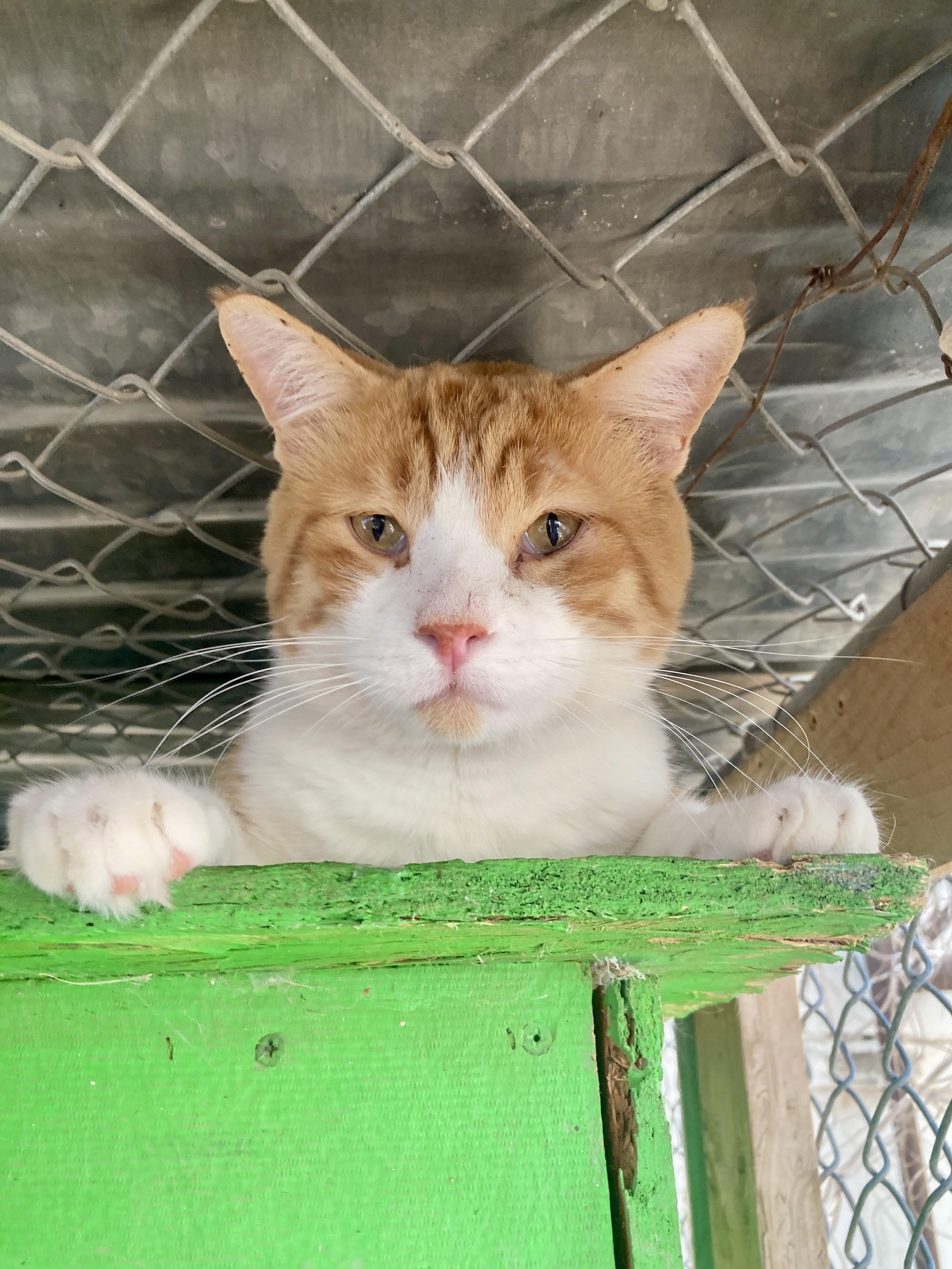 Scootch, ADOPTABLE, Adult Male Domestic Short Hair.