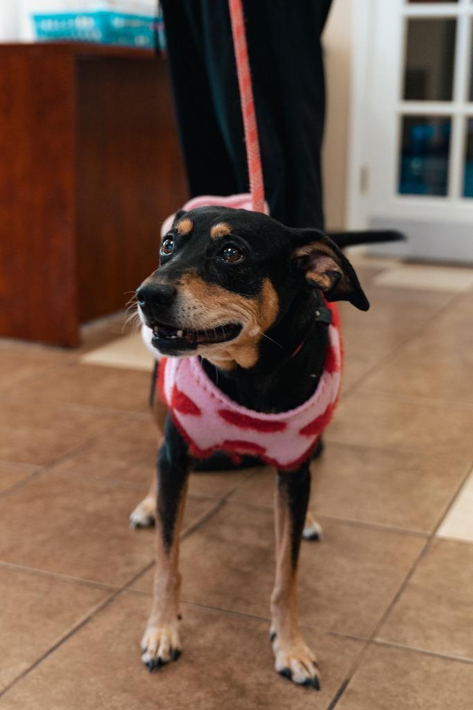 Enlarge EB, a Adoptable mixed breed in Mocksville, NC image 1/6