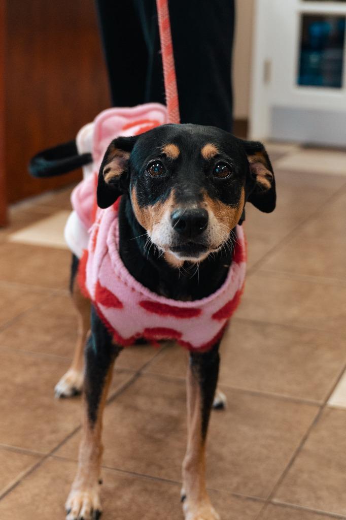 Enlarge EB, a Adoptable mixed breed in Mocksville, NC image 2/6