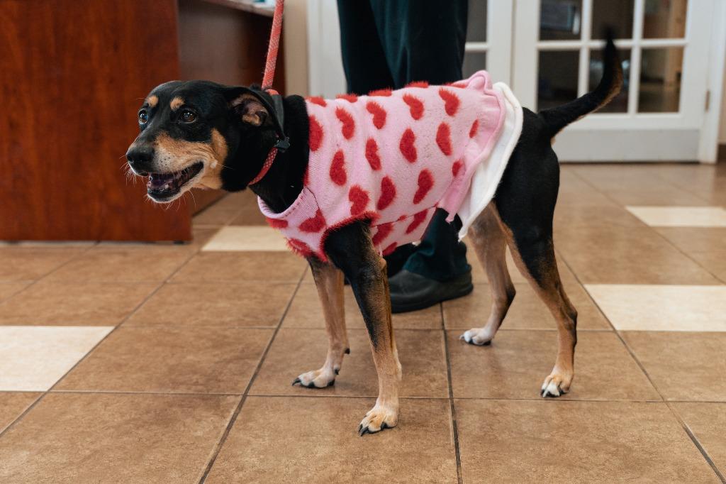 Enlarge EB, a Adoptable mixed breed in Mocksville, NC image 3/6