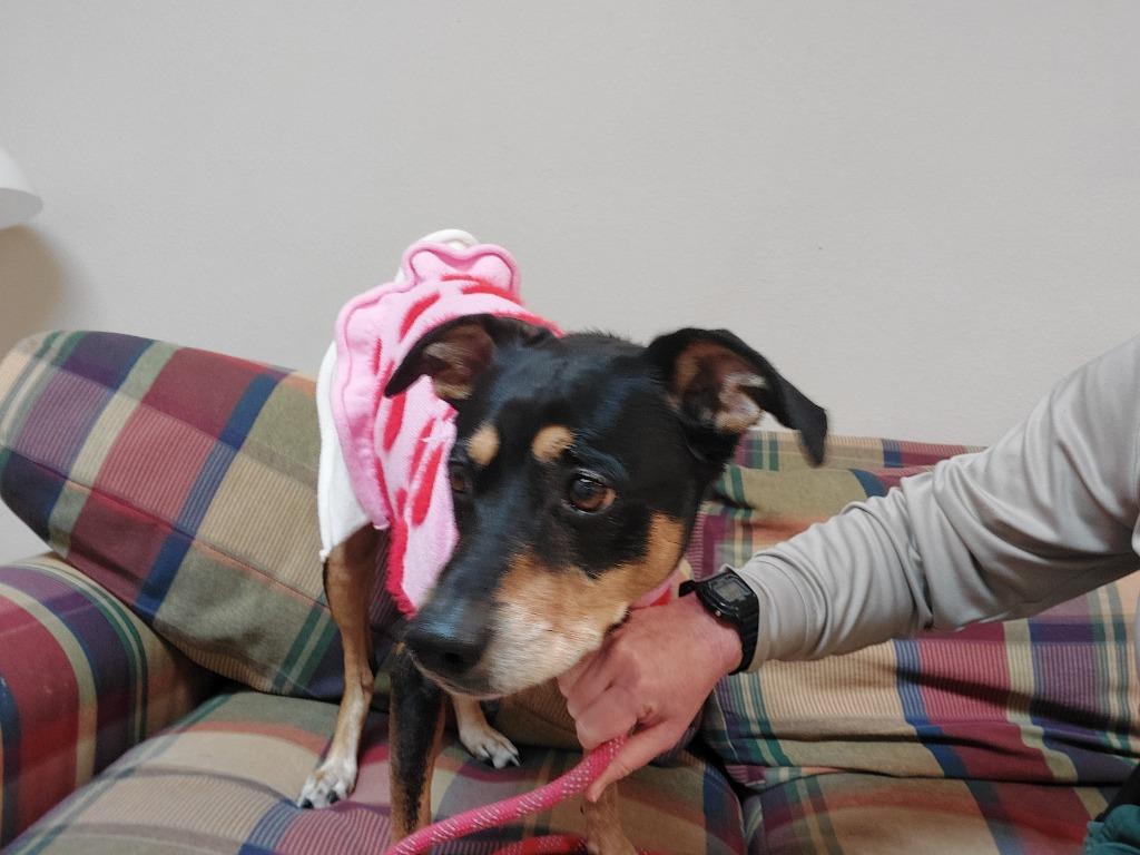 Enlarge EB, a Adoptable mixed breed in Mocksville, NC image 4/6