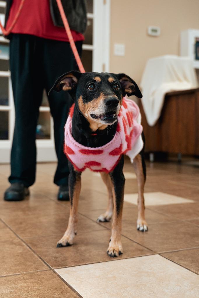 Enlarge EB, a Adoptable mixed breed in Mocksville, NC image 6/6
