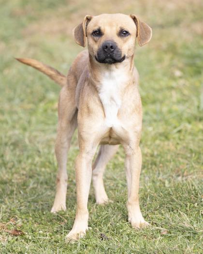 Enlarge Dougie, a Adoptable mixed breed in Bedford, IN image 3/4