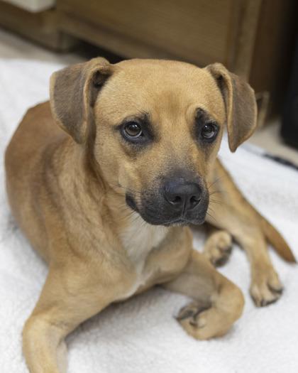 Enlarge Dougie, a Adoptable mixed breed in Bedford, IN image 1/4