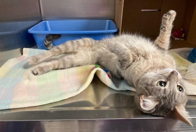 Molly McGuire, Adopted, Kitten Female Tabby.