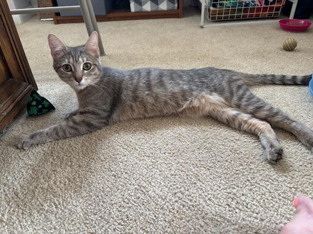 Enlarge Molly McGuire, a Adopted Tabby in Baltimore, MD image 2/4