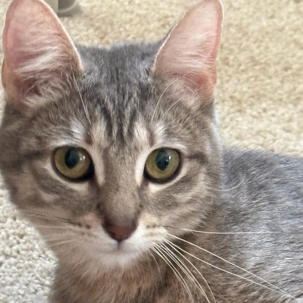 Enlarge Molly McGuire, a Adopted Tabby in Baltimore, MD image 1/4