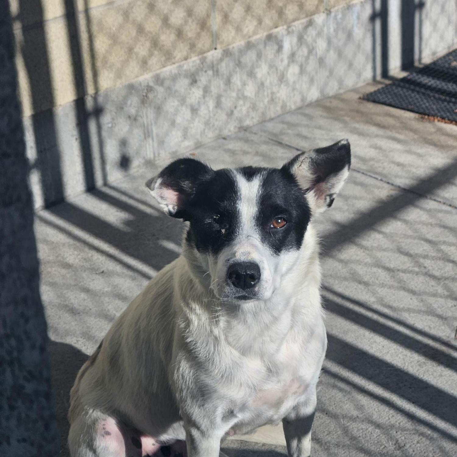 Zebra Finch, an adoptable Australian Cattle Dog / Blue Heeler in Billings, MT, 59102 | Photo Image 1