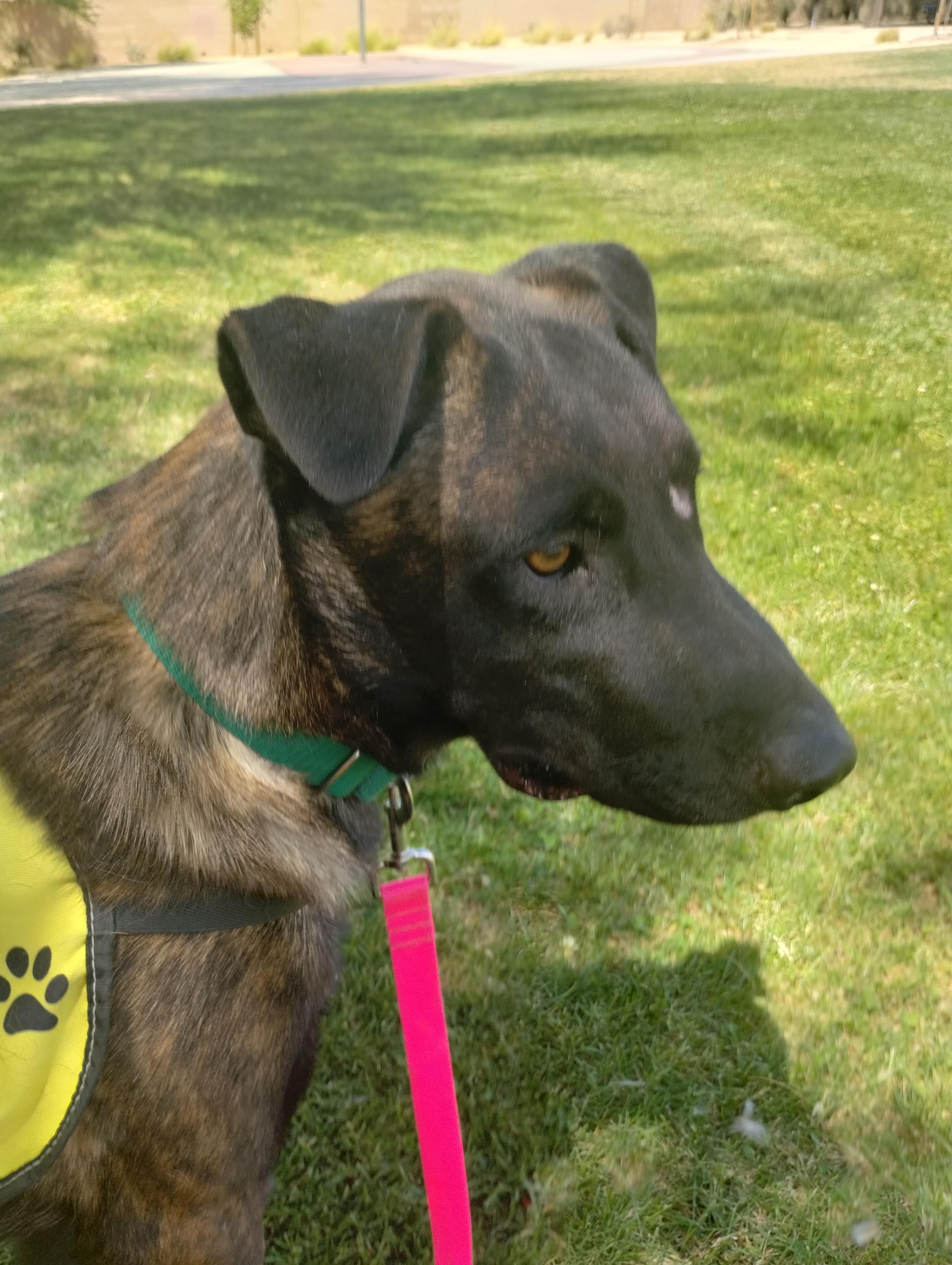 Enlarge Jax, a Adopted mixed breed in Palm desert, CA image 1/5