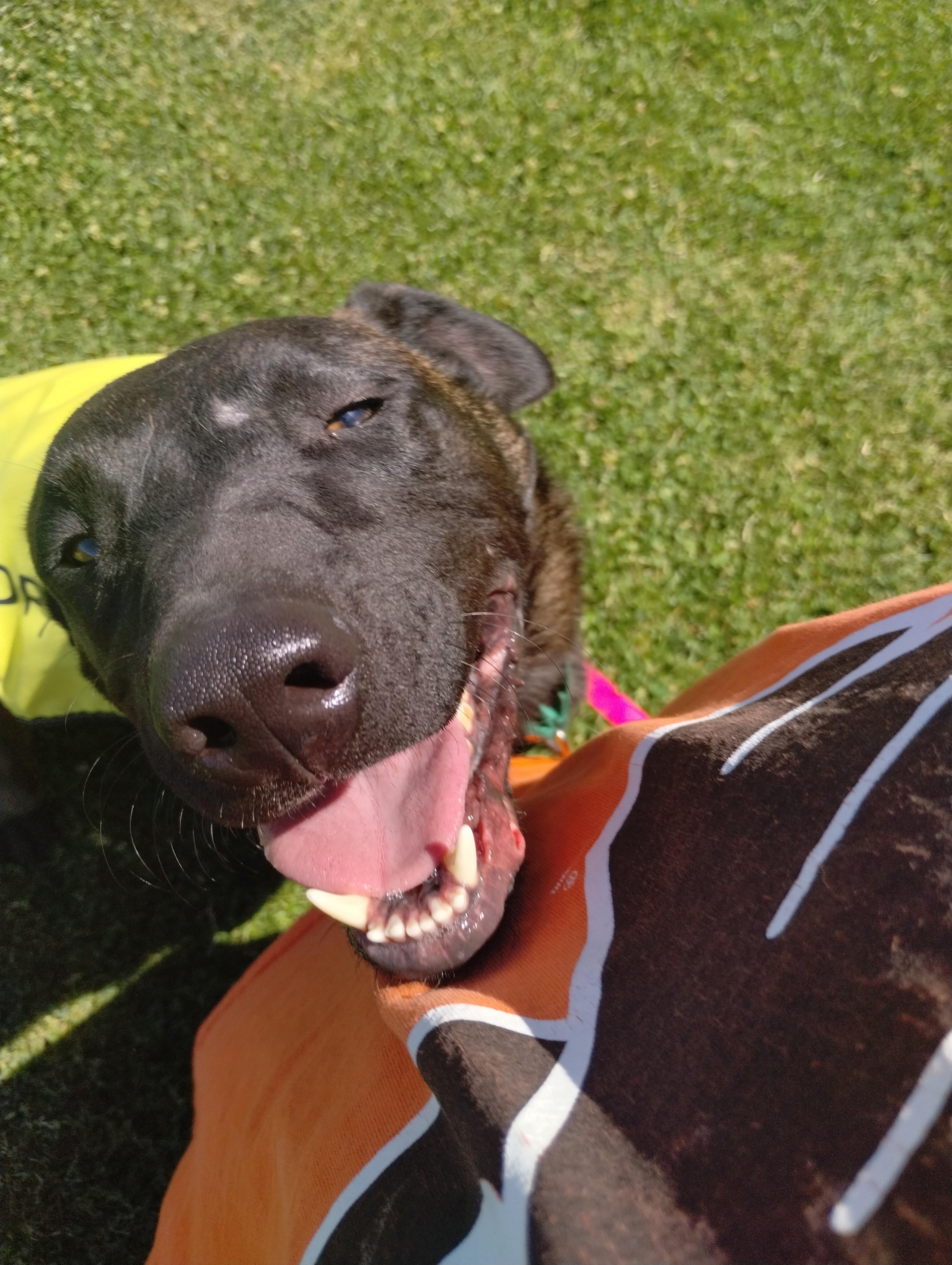 Enlarge Jax, a Adopted mixed breed in Palm desert, CA image 2/5