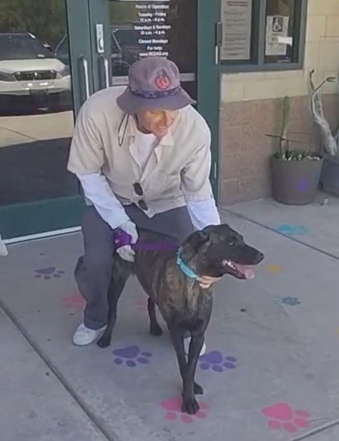 Enlarge Jax, a Adopted mixed breed in Palm desert, CA image 4/5