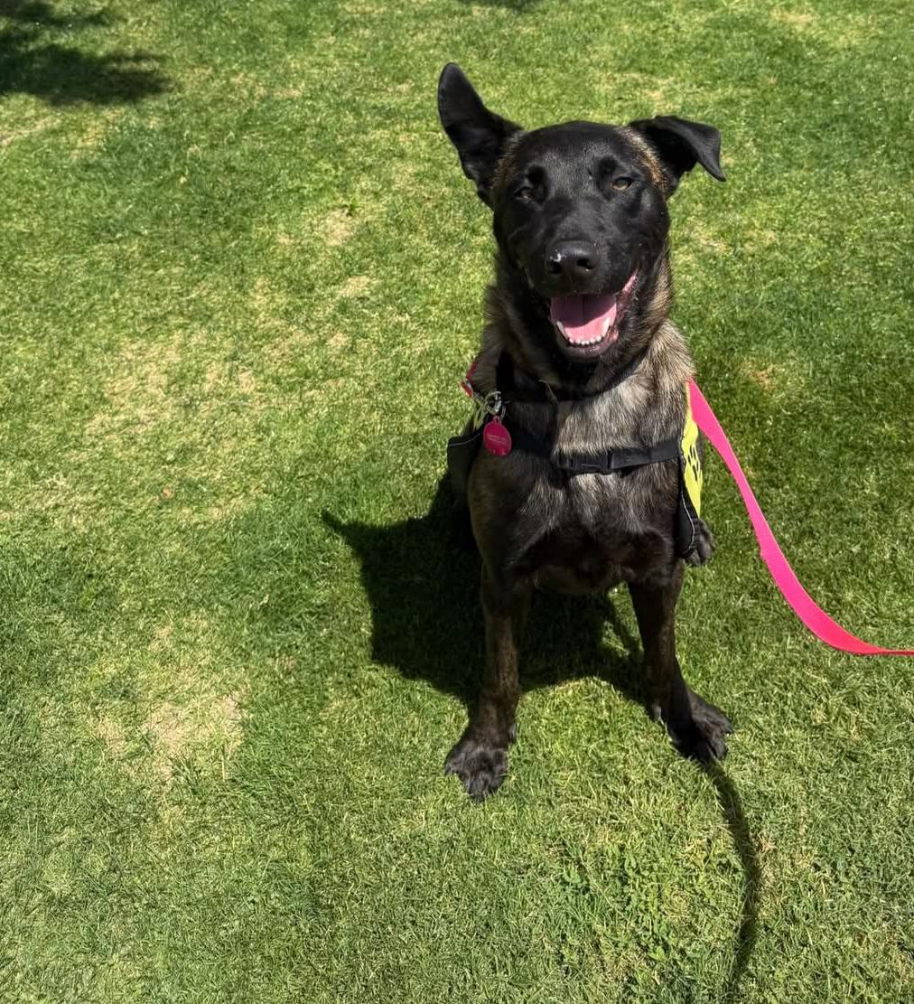 Enlarge Jax, a Adopted mixed breed in Palm desert, CA image 5/5
