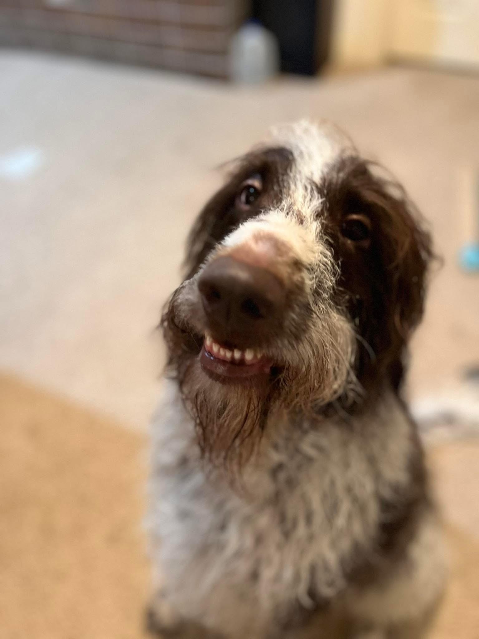 Rio, a Adoptable German Longhaired Pointer in Dayton, MD image 2/4