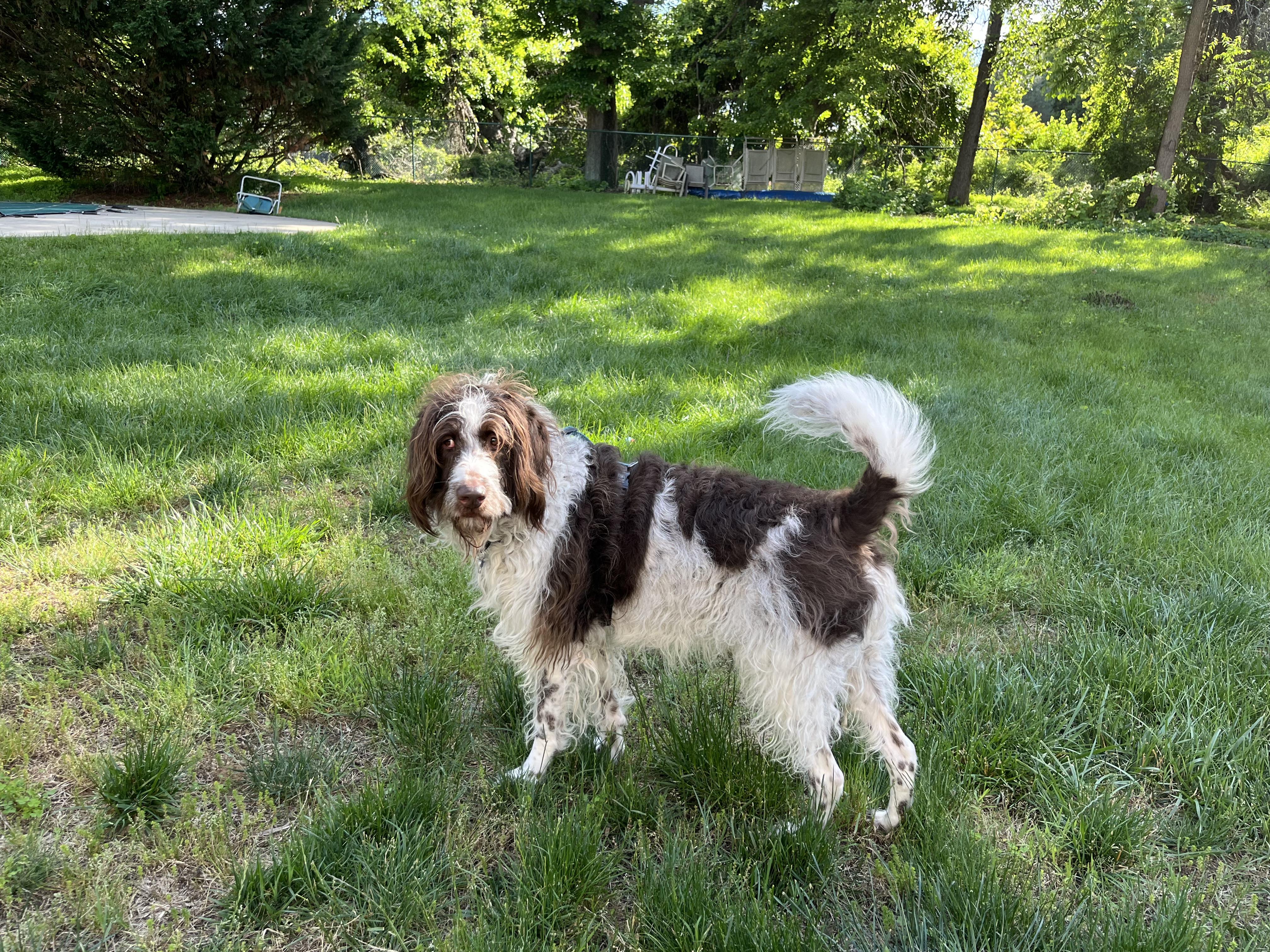 Rio, a Adoptable German Longhaired Pointer in Dayton, MD image 3/4