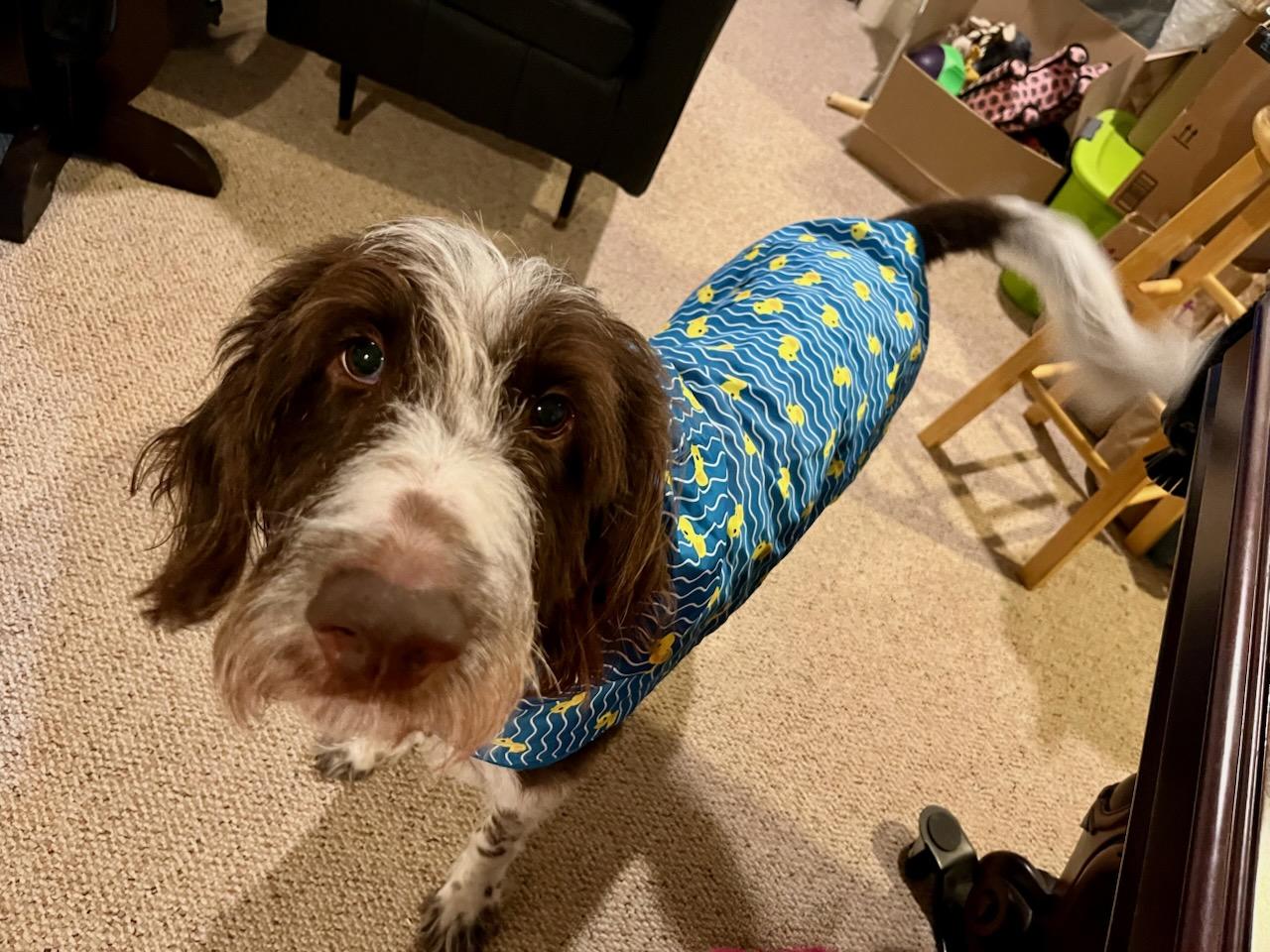 Rio, a Adoptable German Longhaired Pointer in Dayton, MD image 4/4