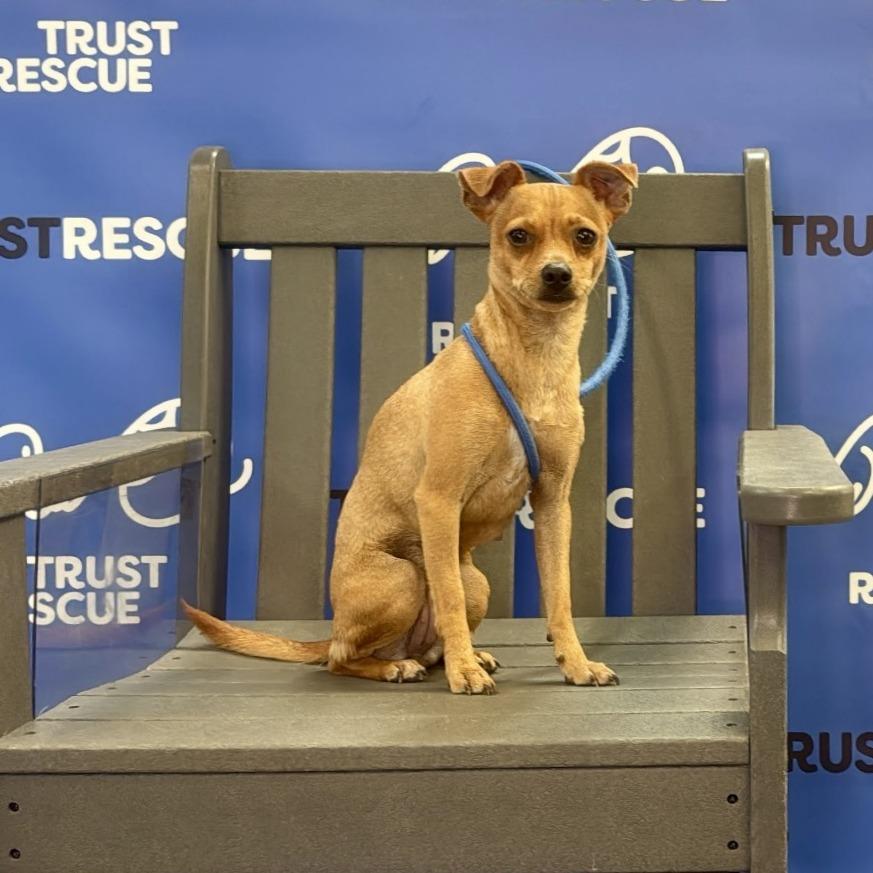 Enlarge GINGIE, a Adoptable Chihuahua in Berlin, NJ image 1/5