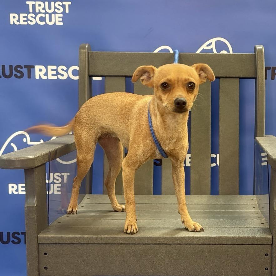 Enlarge GINGIE, a Adoptable Chihuahua in Berlin, NJ image 3/5