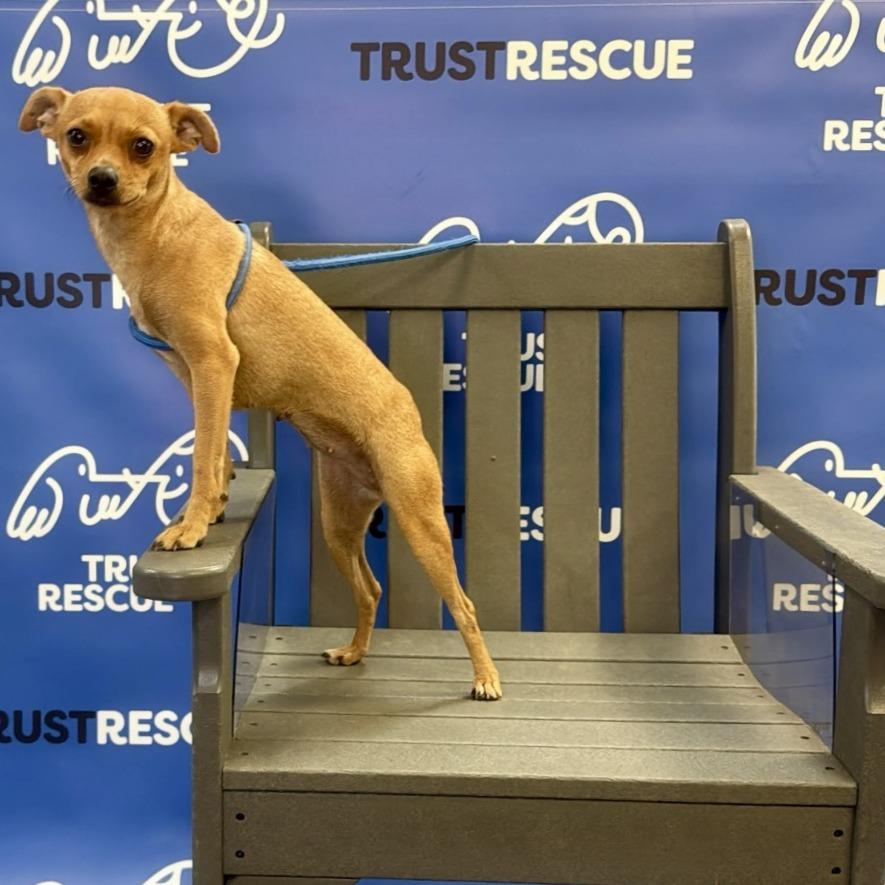 Enlarge GINGIE, a Adoptable Chihuahua in Berlin, NJ image 5/5
