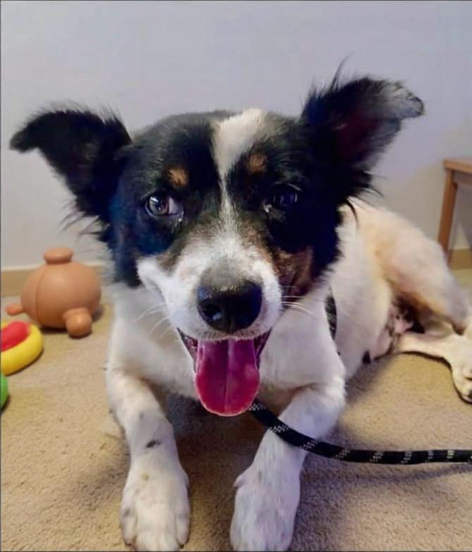 Milagros, ADOPTABLE, Young Female Corgi & Spaniel.