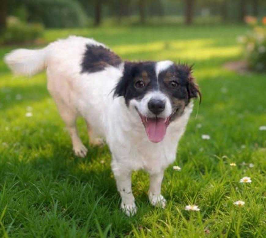 Enlarge Milagros, a ADOPTABLE mixed breed in Toluca Lake, CA image 3/3
