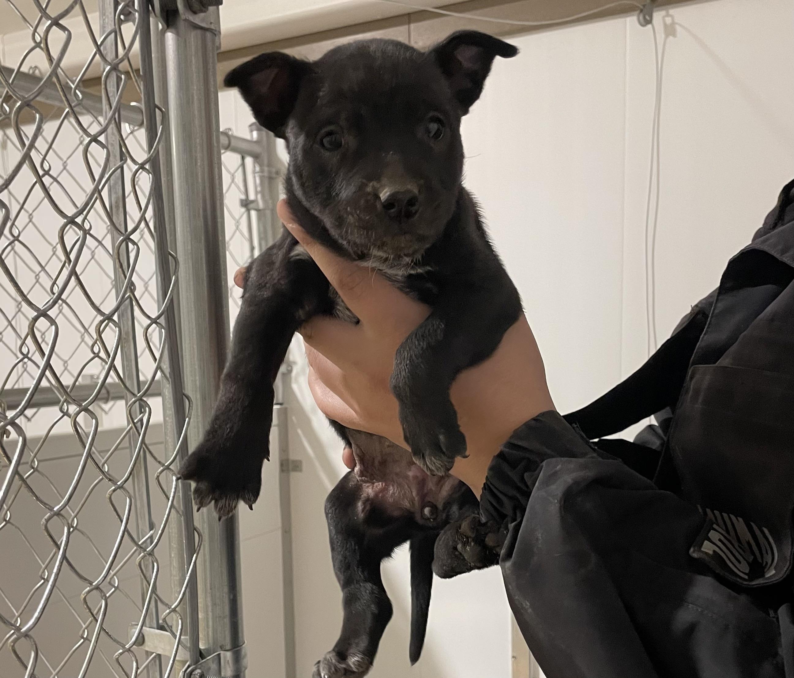 Taffy, ADOPTABLE, Puppy Female Pit Bull Terrier.