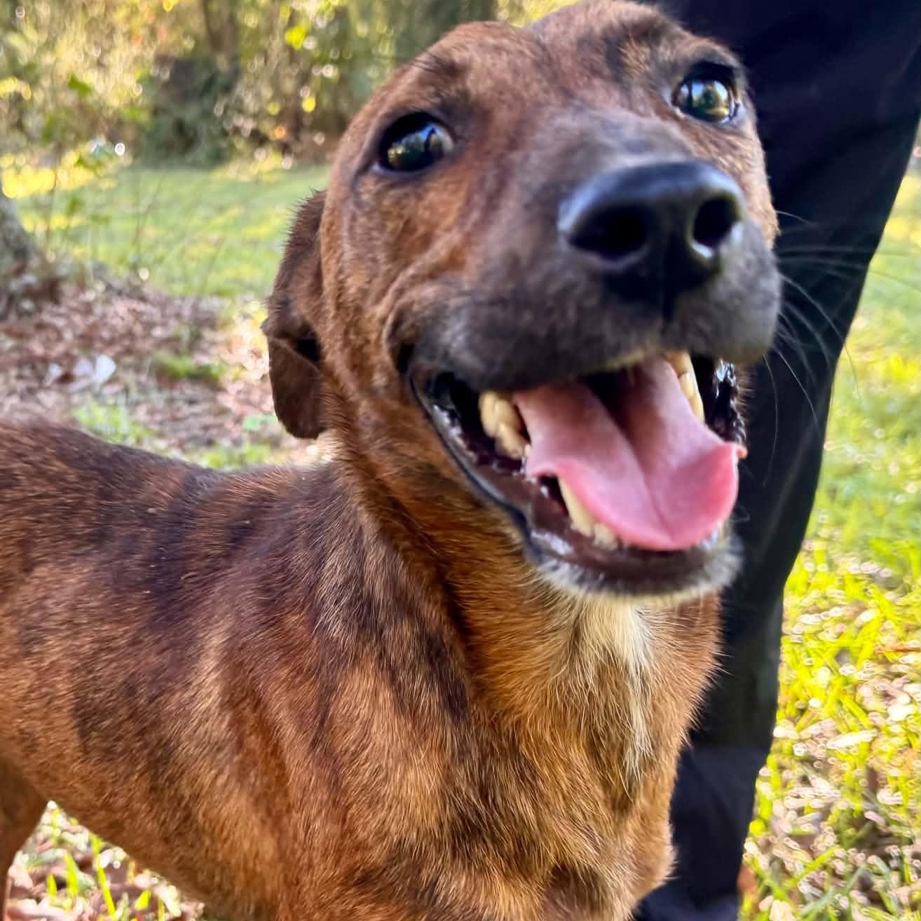 Enlarge Tigger, a Adoptable mixed breed in Broad Brook, CT image 3/6