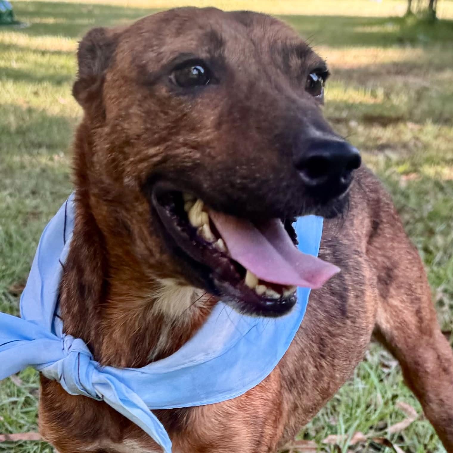 Enlarge Tigger, a Adoptable mixed breed in Broad Brook, CT image 2/6