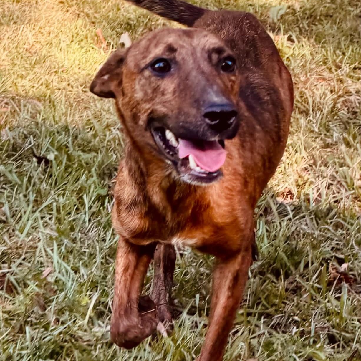 Enlarge Tigger, a Adoptable mixed breed in Broad Brook, CT image 1/6