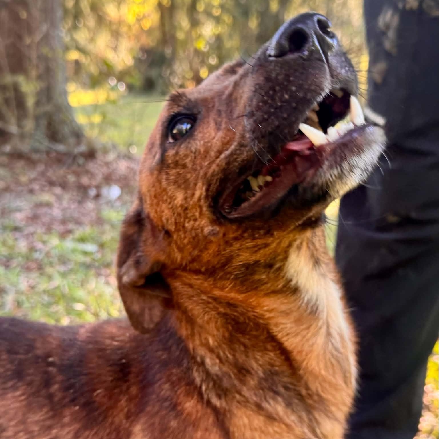 Enlarge Tigger, a Adoptable mixed breed in Broad Brook, CT image 5/6