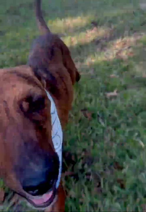 Enlarge Tigger, a Adoptable mixed breed in Broad Brook, CT video 6/6