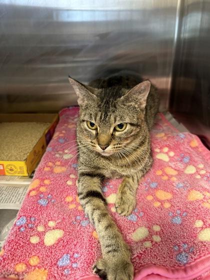 Willa — thumbnail 2