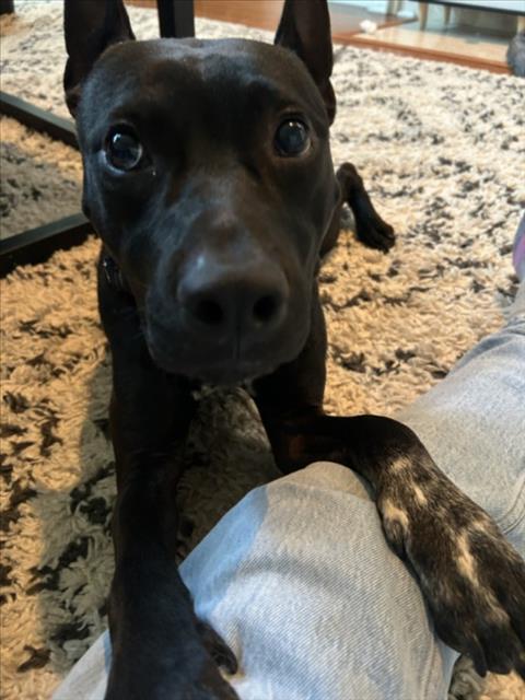 TAYLOR, Adoptable, Adult Male Labrador Retriever & Mixed Breed.