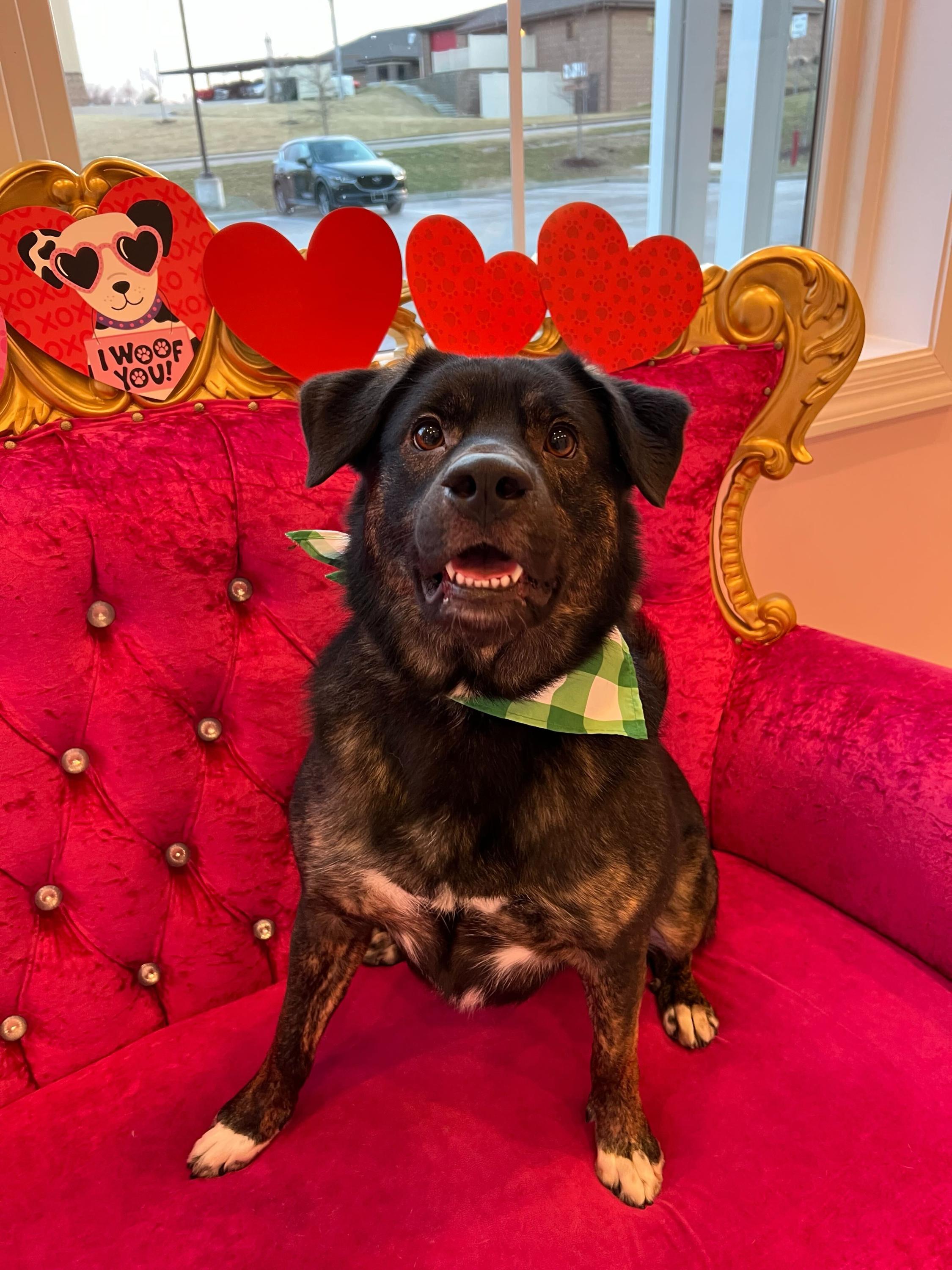 Enlarge Gumbo , a ADOPTABLE mixed breed in O'Fallon, MO image 1/1