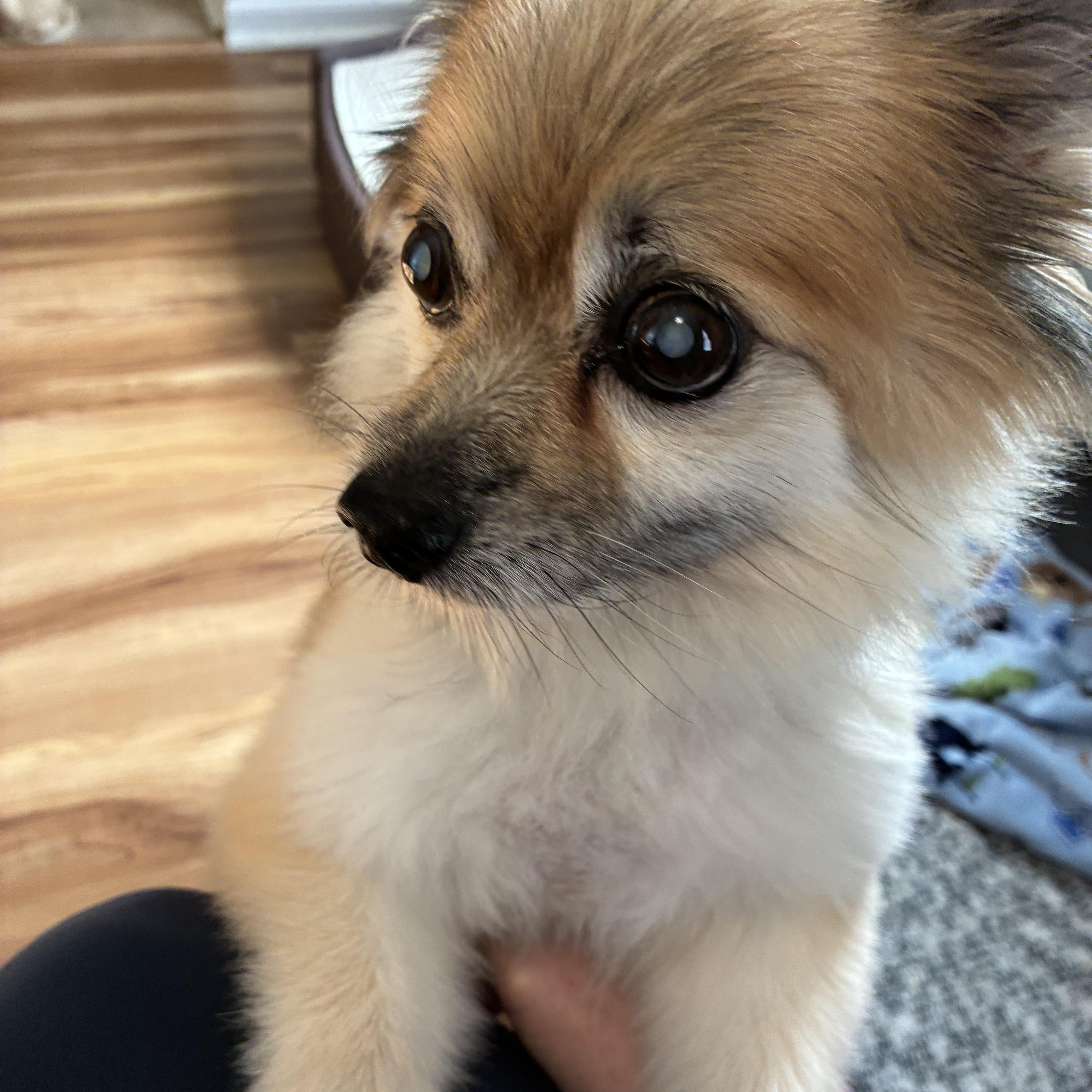 Enlarge Lovley Lucy, a Adoptable Pomeranian in Stamford, CT image 4/6