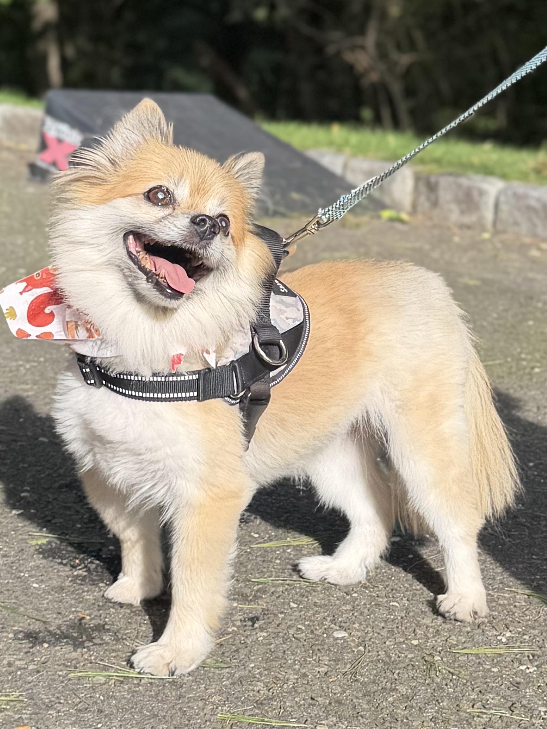 Enlarge Lovley Lucy, a Adoptable Pomeranian in Stamford, CT image 2/6