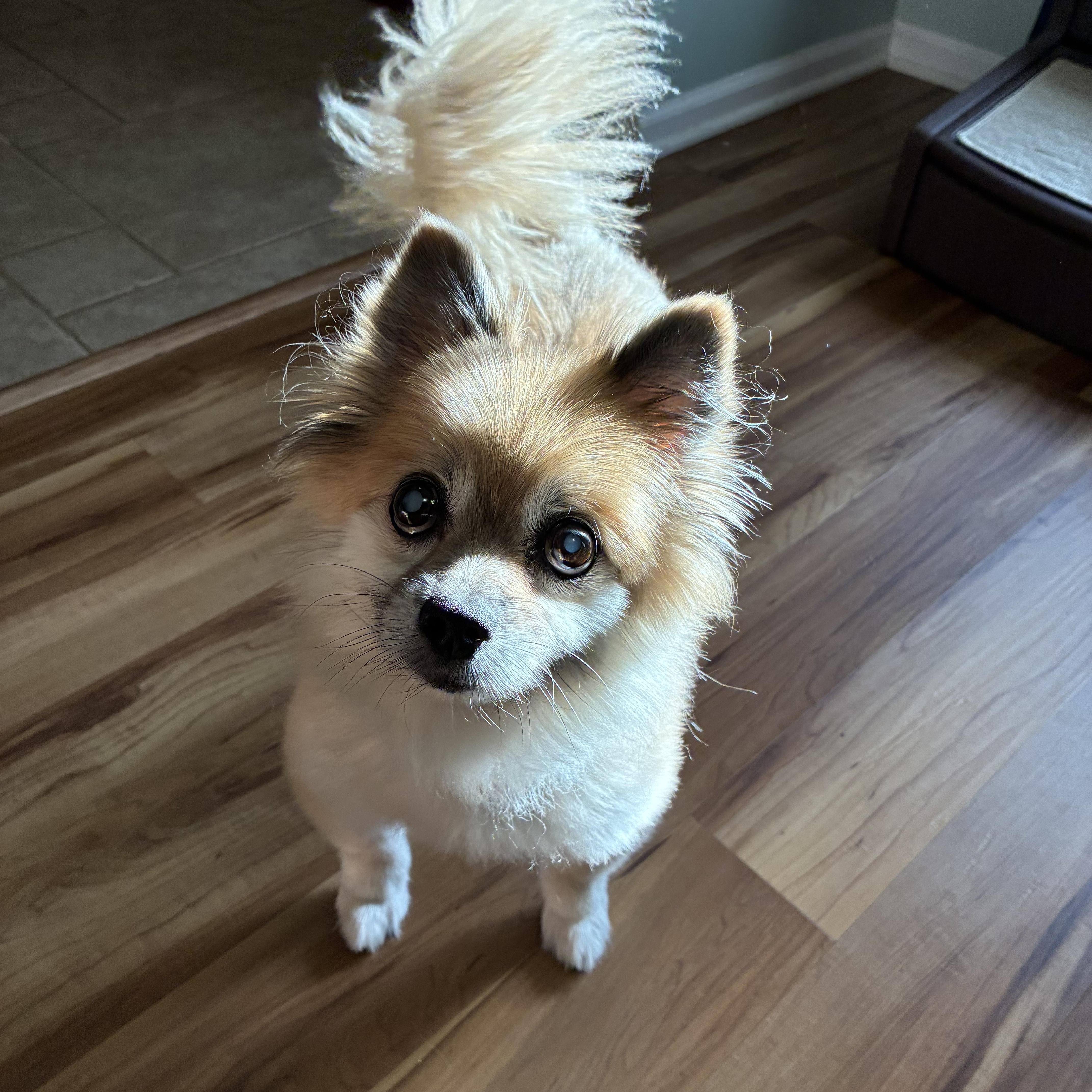 Enlarge Lovley Lucy, a Adoptable Pomeranian in Stamford, CT image 3/6