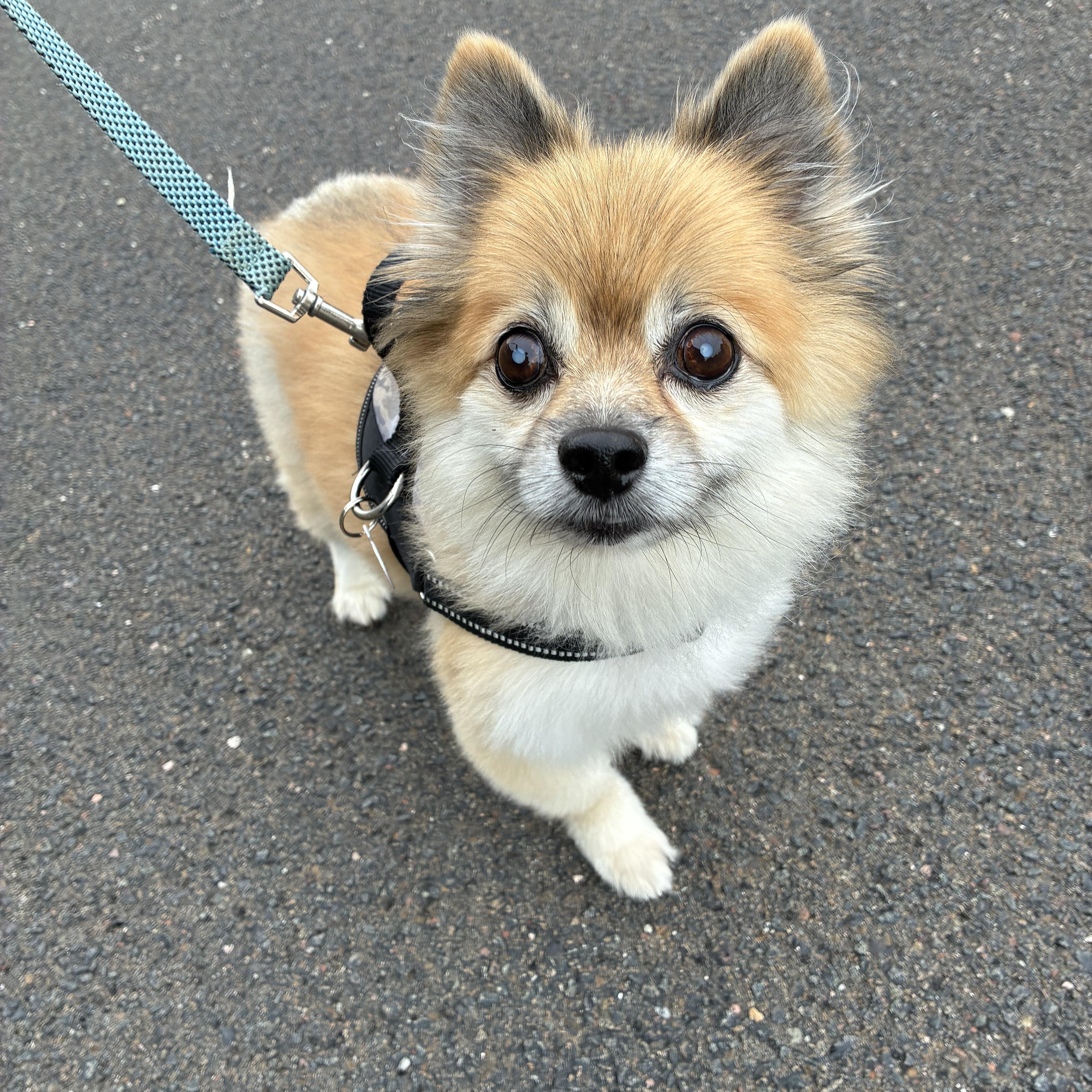Enlarge Lovley Lucy, a Adoptable Pomeranian in Stamford, CT image 5/6