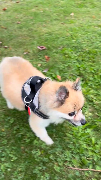 Enlarge Lovley Lucy, a Adoptable Pomeranian in Stamford, CT video 6/6