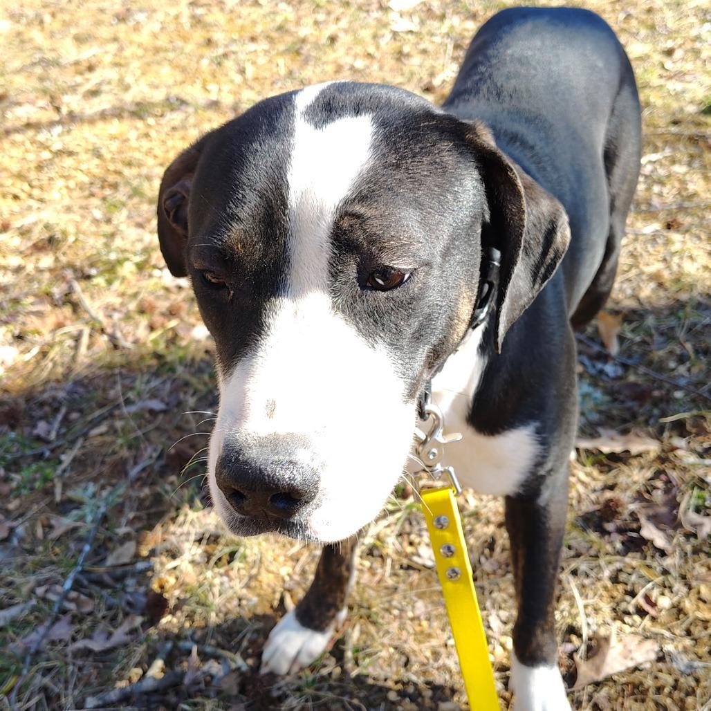 Penelope, Adoptable, Young Female Pit Bull Terrier.