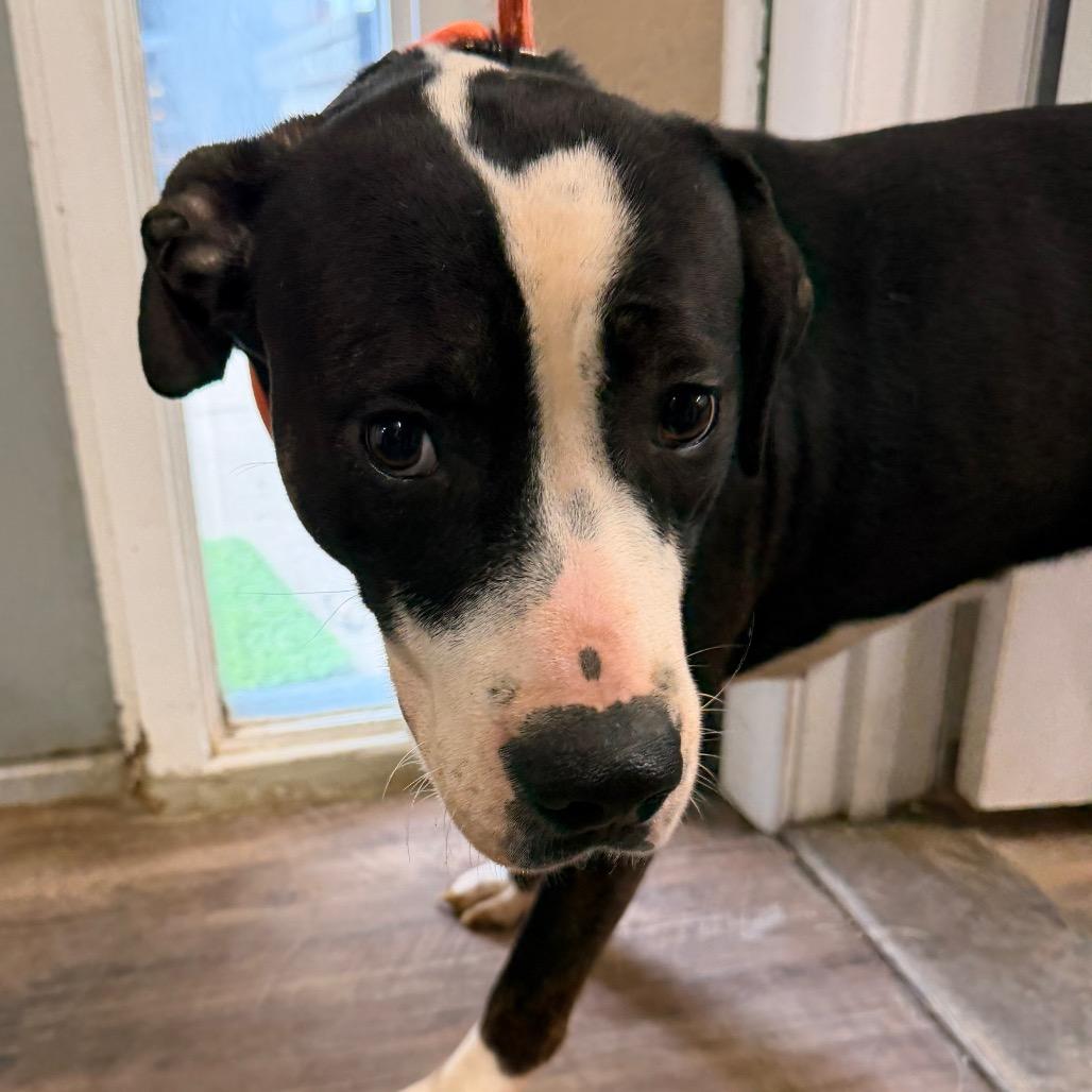 Penelope — thumbnail 3