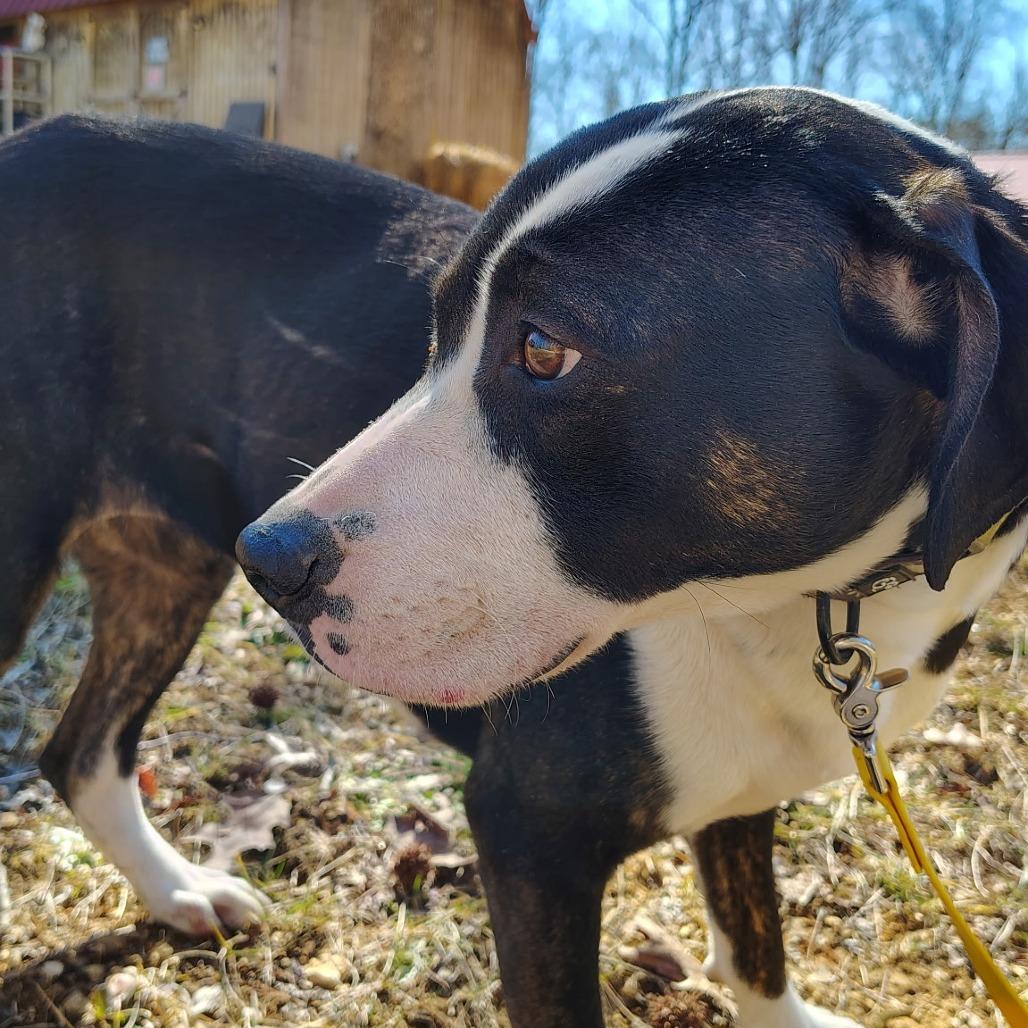 Penelope — thumbnail 4