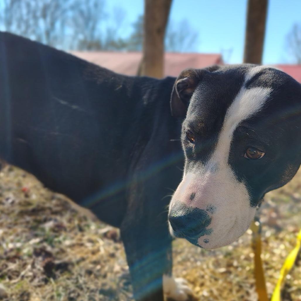 Penelope — thumbnail 5